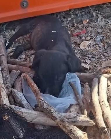 Disfrazado de jefe de conservación, cobra más de 30 mil pesos al mes para ser community manager canino 635926813 122177460608756477 4134924367436360001 n