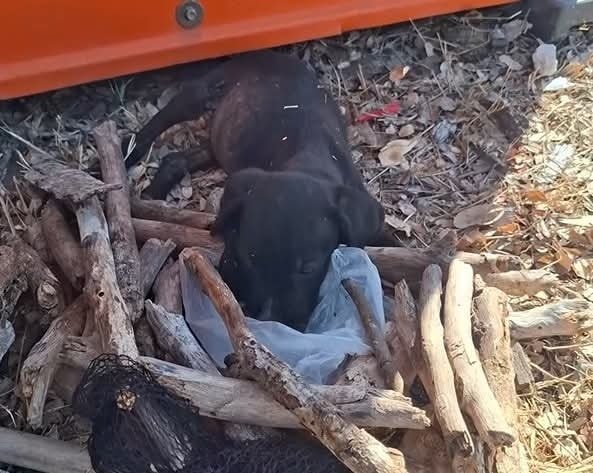 636678420 122177441486756477 1321511781908829489 n