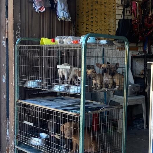 643012604 122179092548756477 3063896798625202786 n